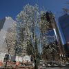 Video: How The Only Tree To Survive 9/11 Found A Home